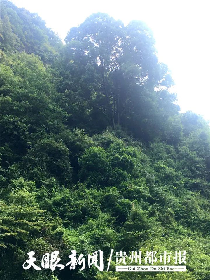 DƬ